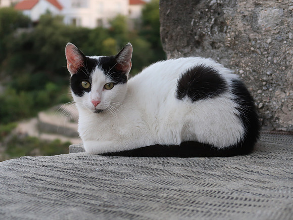IMG_1850-mostar-cat