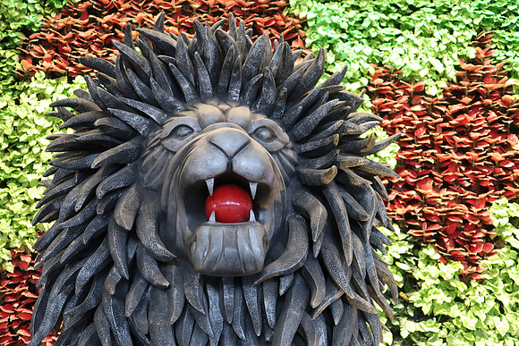 IMG_0424-lion-ball