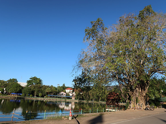 IMG_0650-lake-tree