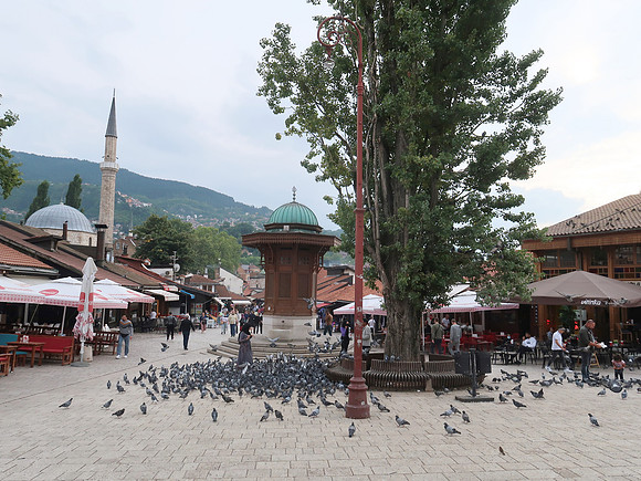 IMG_2149-old-town-pigeons