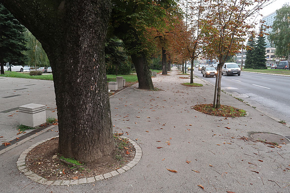 IMG_2224-footpath-trees