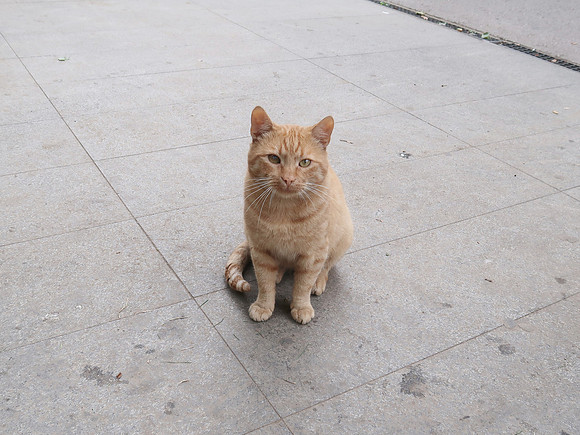 IMG_2247-garfield