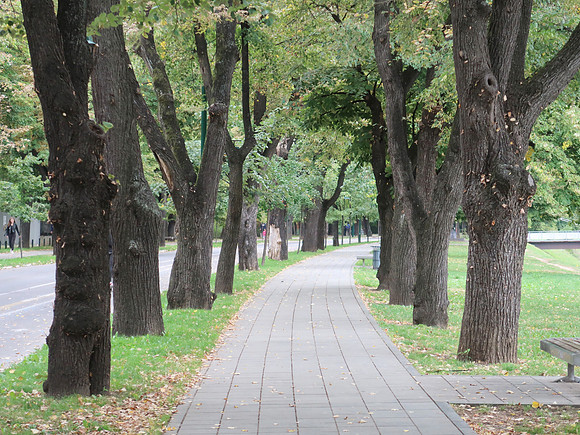 IMG_2340-trees-vilsonovo-setaliste