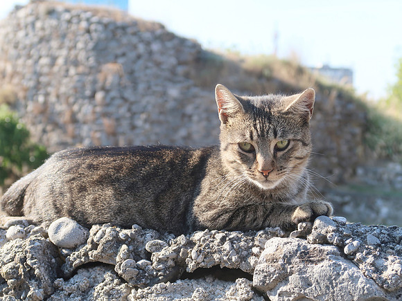 IMG_2404-old-town-cat