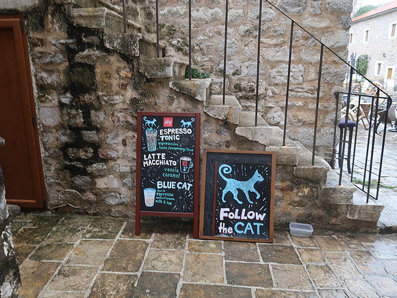 IMG_2869-follow-the-cat