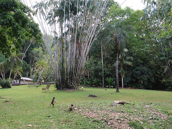 IMG_2402-garden-monkeys