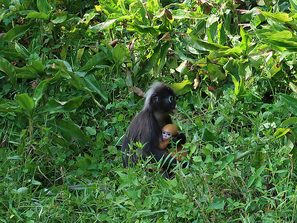 IMG_2406-mama-monkey