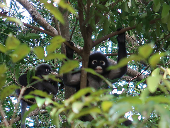 IMG_3184-monkeys