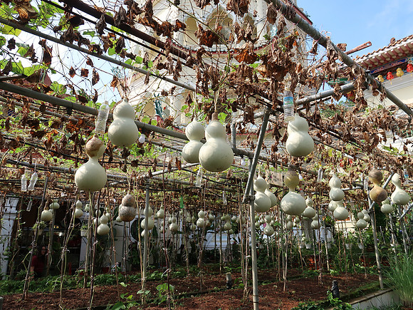 IMG_3186-ornamental-gourds