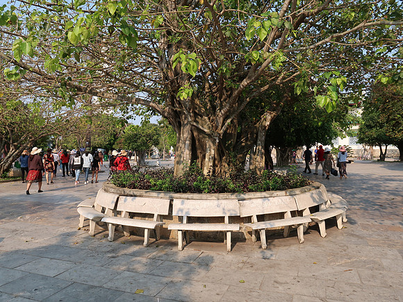IMG_3396-lady-buddha-tree