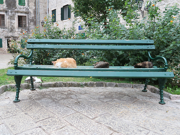 IMG_3127-bench-cats
