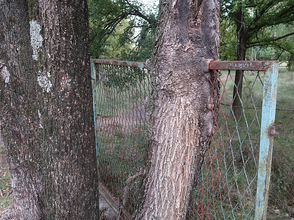 IMG_3074-tree-vs-fence