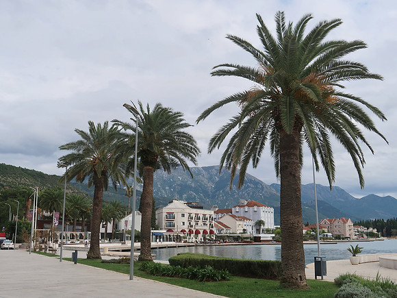 IMG_3131-tivat-palm-view