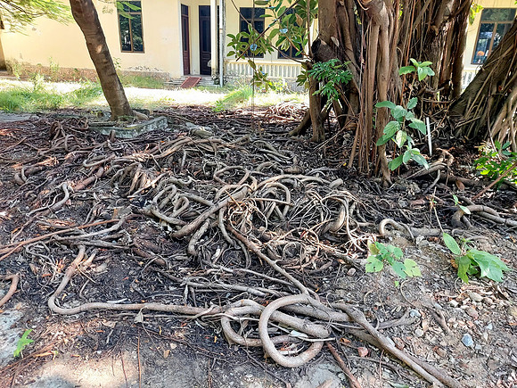 20231118_091539-tree-roots