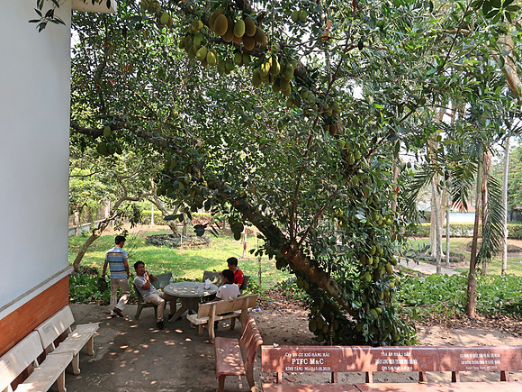 IMG_3627-jackfruit-tree