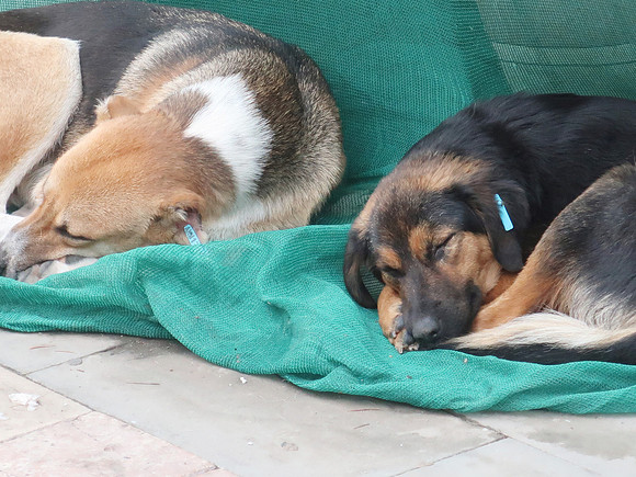 IMG_3187-tagged-dogs