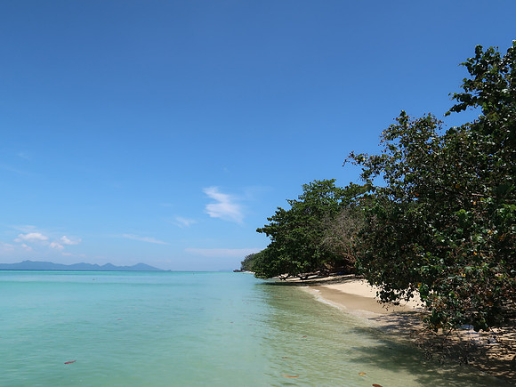 IMG_4274-beach-trees