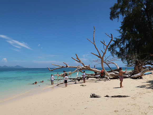 IMG_4312-instagram-tree