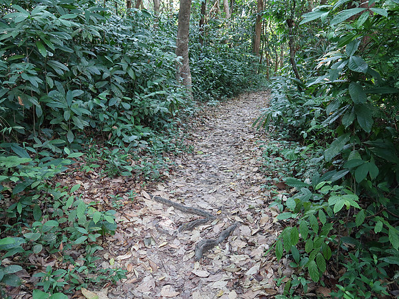 IMG_4376-jungle-walk