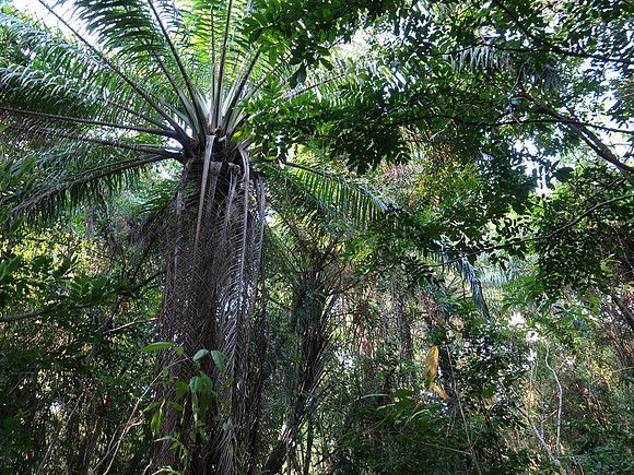 IMG_4377-in-the-jungle