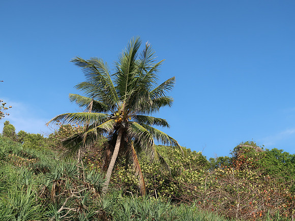 IMG_4382-lonely-coconut-tree