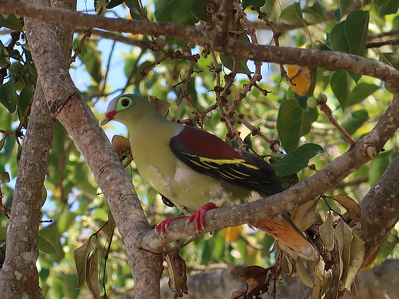 IMG_4348-green-bird