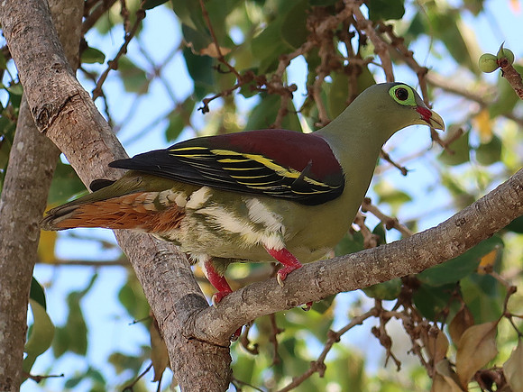 IMG_4351-beautiful-bird