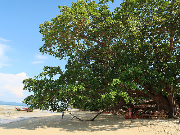 IMG_4367-beach-tree