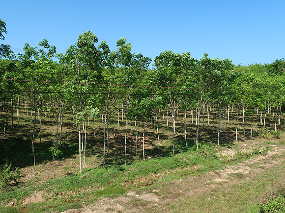 IMG_4521-rubber-trees