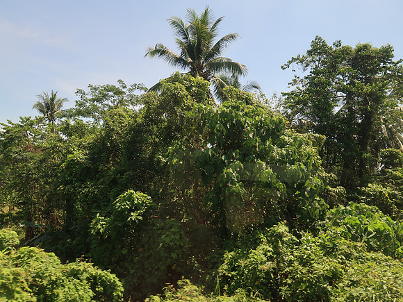 IMG_4777-jungle