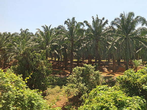 IMG_4791-palm-plantation