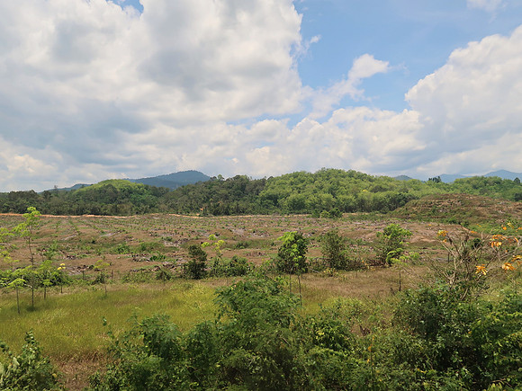 IMG_4806-cleared-jungle
