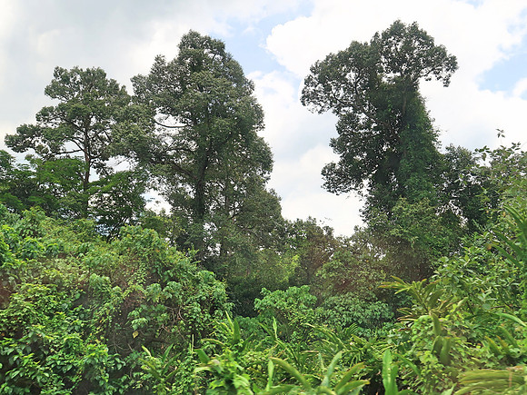 IMG_4822-jungle-trees