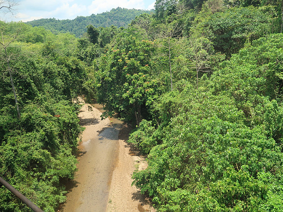 IMG_4825-jungle-stream