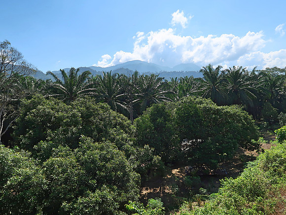 IMG_5010-palms-and-jungle