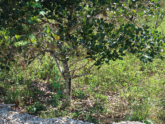 IMG_5019-jackfruit-tree