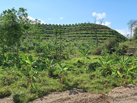 IMG_5014-new-palm-oil-plantation