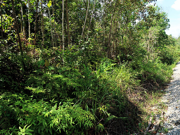 IMG_5033-next-to-taman-negara