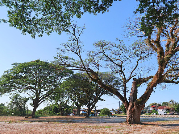 IMG_4639-big-trees
