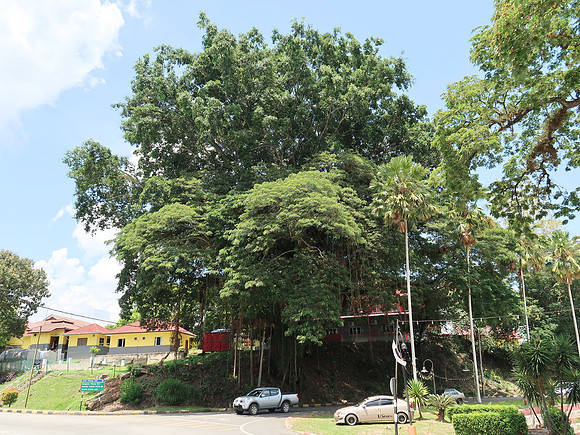 IMG_5134-big-tree