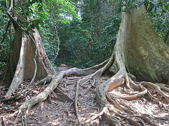 IMG_5265-mengkundur-tree