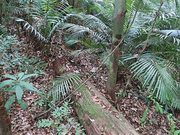 IMG_5271-decomposing-tree