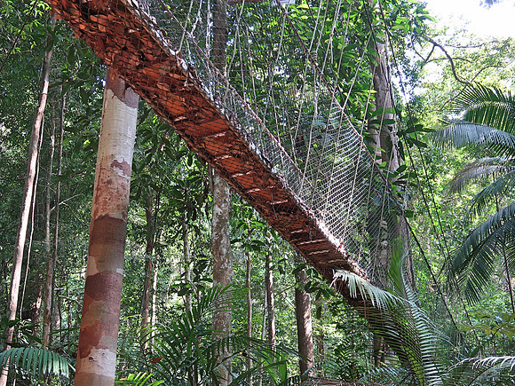 IMG_5276-canopy-walk