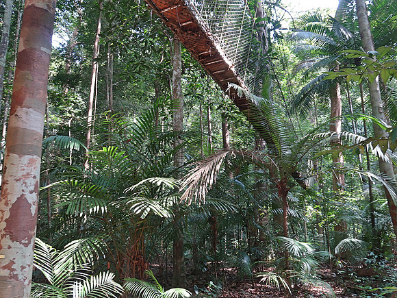 IMG_5277-canopy-walk