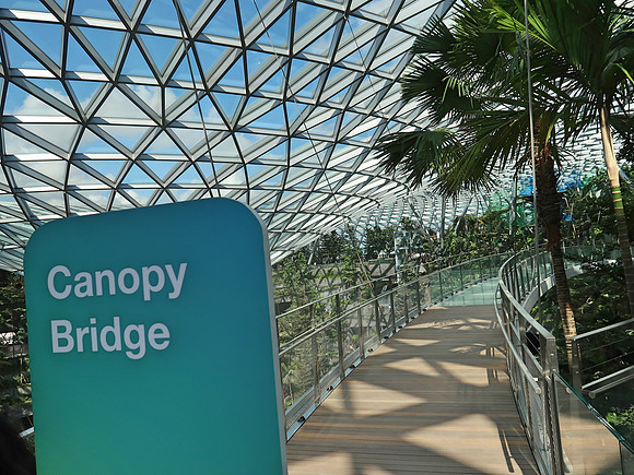 IMG_5970-canopy-bridge