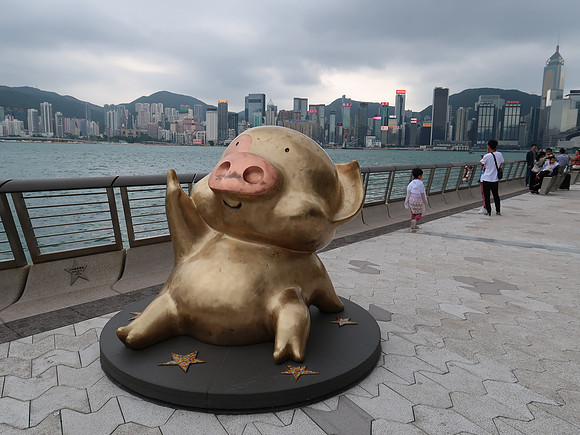 IMG_6488-star-pig