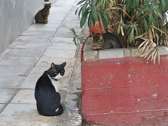IMG_8056-cats-of-athens
