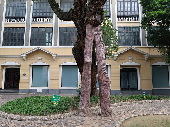 IMG_8382-tree-support