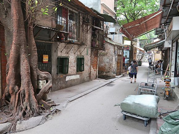 IMG_8483-alley-tree