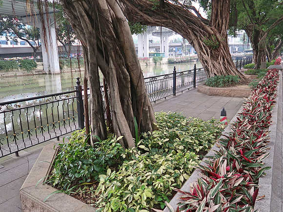 IMG_8601-ficus-microcarpa